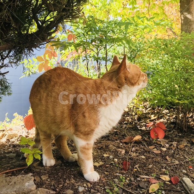 길고양이,자연,숲속,갈색고양이,고양이,동화,다채로운,동물,흙,낙엽,나무,덩굴,산속,동물,animal,포유류,mammal,고양이,cat,kitten,kitty