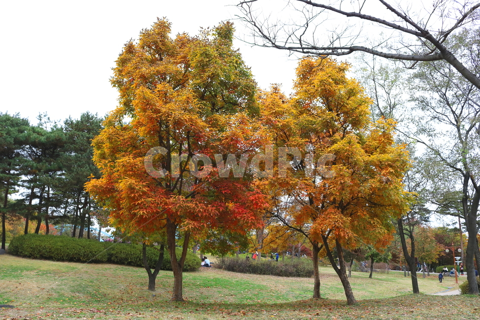 나무,복자기,복자기나무,식물,단풍,가을,자연,가을,계절,fall,autumn,season,식물,자연,plants,nature,나무,trees,wood,tree,plant,maple