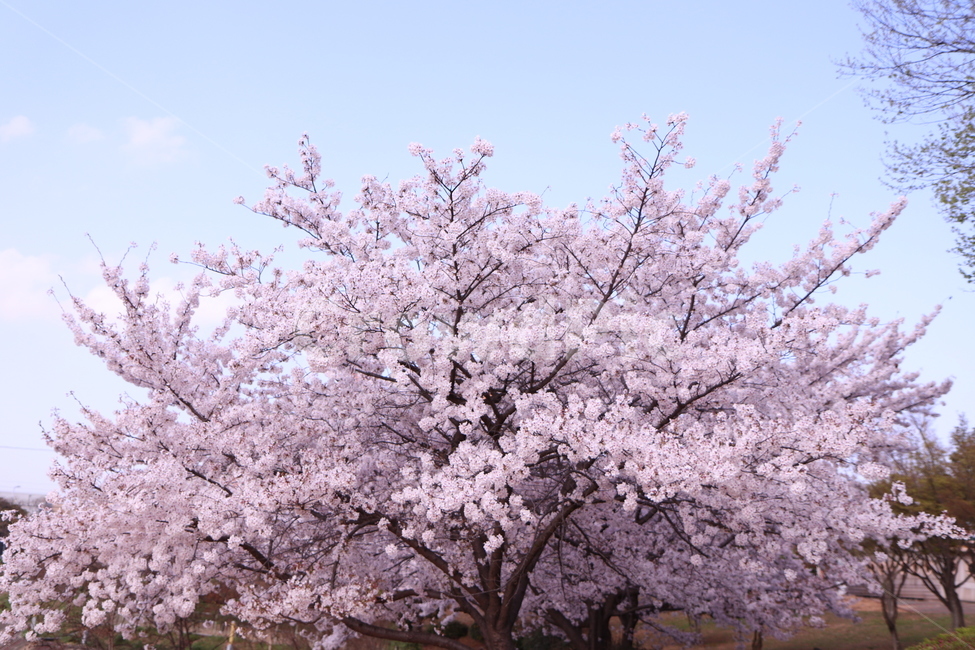 벚꽃,봄,분홍색,한그루,벚나무,봄,계절,spring,season,plant,식물