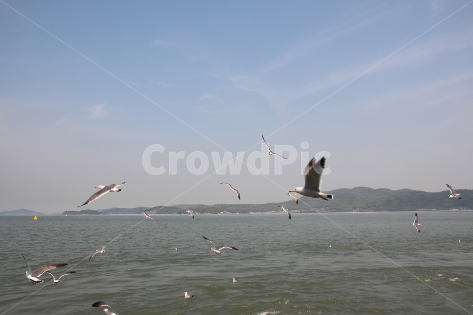 갈매기,바다,하늘,새,흰갈매기,자연,풍경,nature,landscape,동물,animal,조류,새,birds,bird,flying,나는