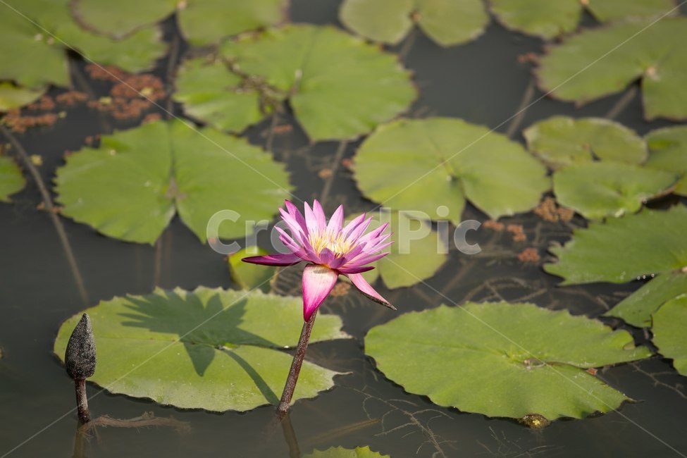 자연,꽃,연꽃,수련,빅토리아,식물,자연,plants,nature,꽃,flower