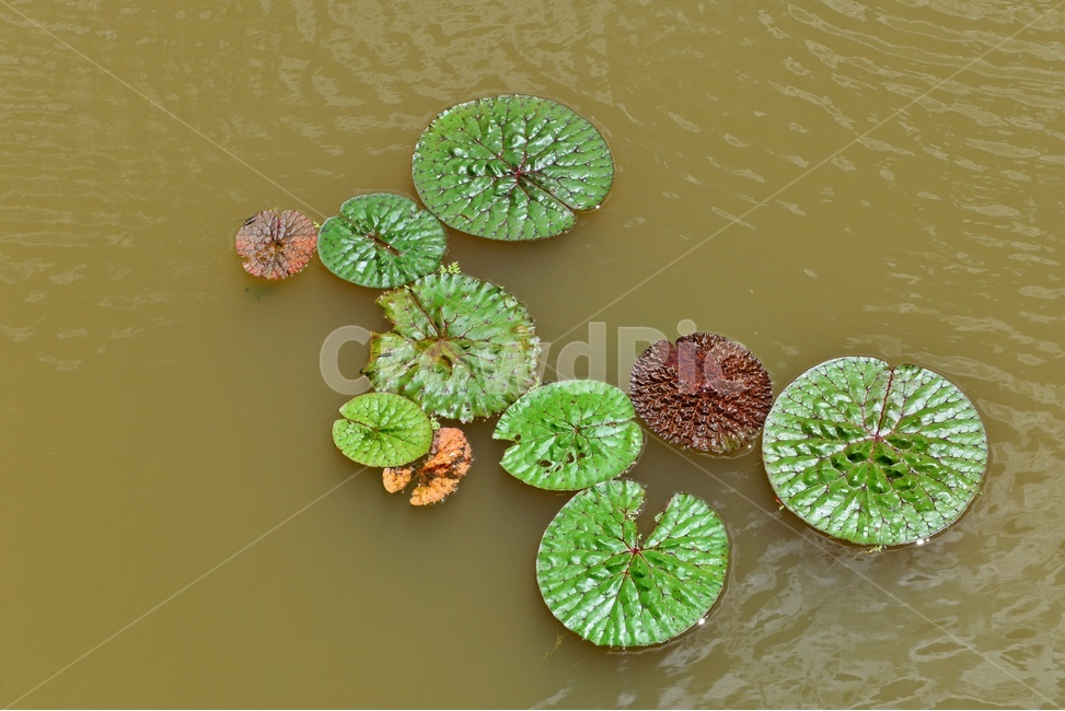 plant,식물,flower,blossom,꽃,leaf,잎,outdoors,옥외,nature,자연,수련,연잎,연못,물