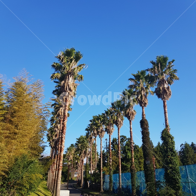 야자수,palmtree,자연,풍경,landscape,자연,풍경,nature,landscape,tree,나무,plant,식물,summer,여름,palm tree