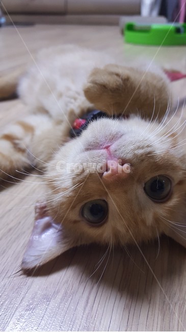 고양이,치즈냥이,코리안숏,코숏,길냥이,동물,animal,포유류,mammal,고양이,cat,kitten,kitty