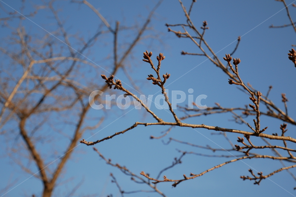 아침,풍경,북서울꿈의숲,길,산책,나무,식물,자연,plants,nature