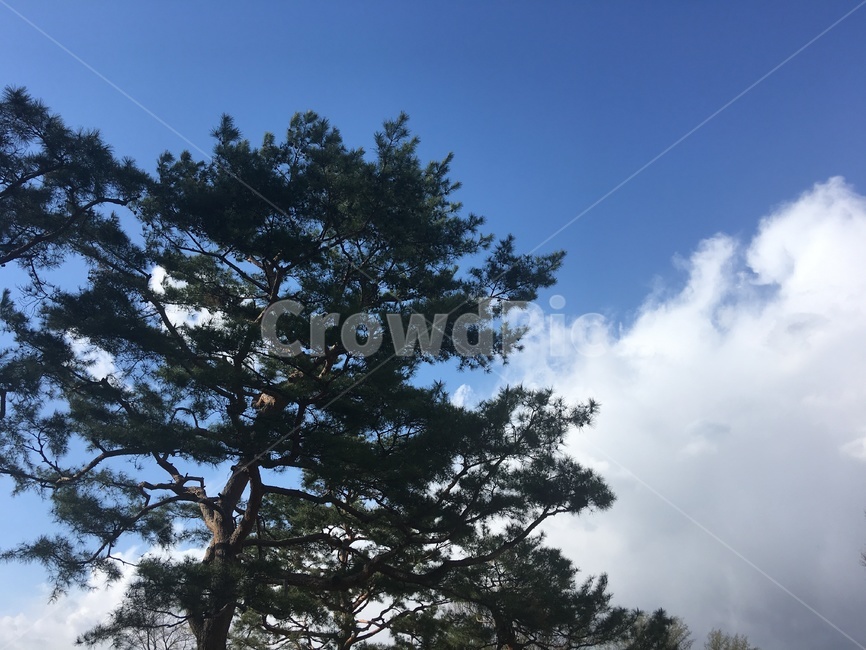 소나무,하늘,나무,tree,식물,자연,풍경,nature,landscape,plant,fir,전나무