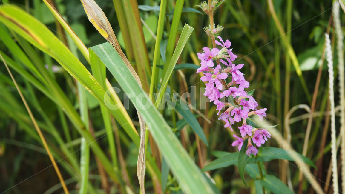 야생화,꽃,식물,wildflower,flower,plant,식물,자연,plants,nature,꽃,flower