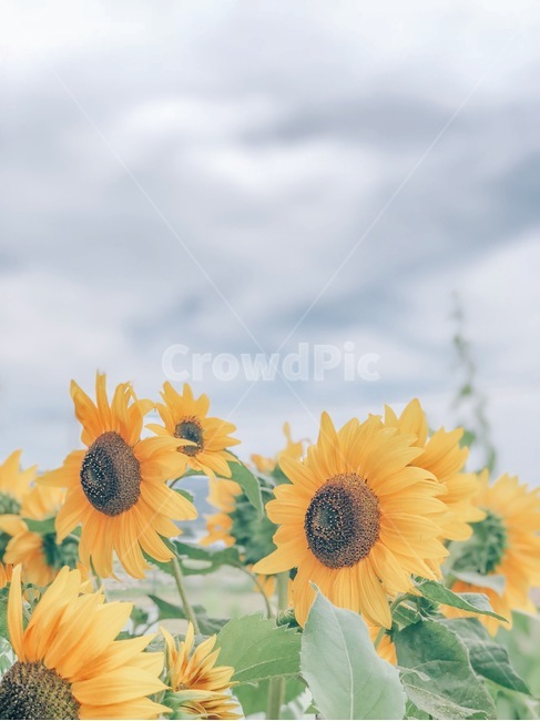 해바라기,해바라기마을,꽃,자연,하늘,날씨,함안,함안둑방길,여름,계절,summer,season,가을,fall,autumn,식물,자연,plants,nature,꽃,flower,감성,sensible,feeling,plant,blossom