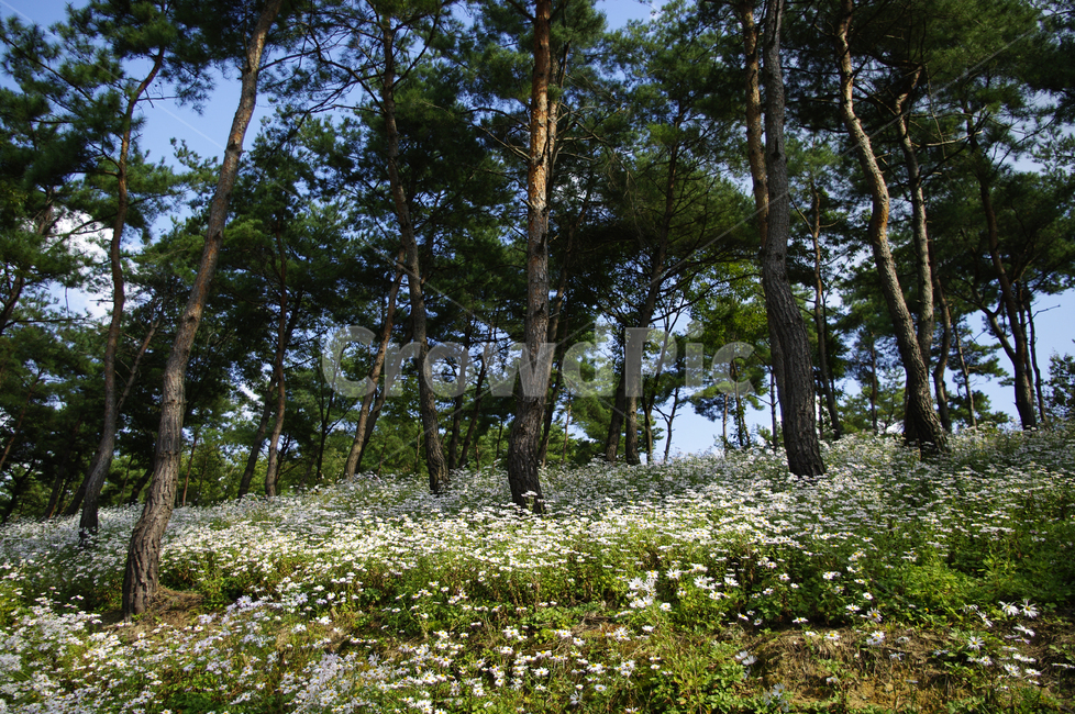 나무,숲,구절초,꽃,풍경,식물,flower,tree,plant,tree trunk,나무 줄기
