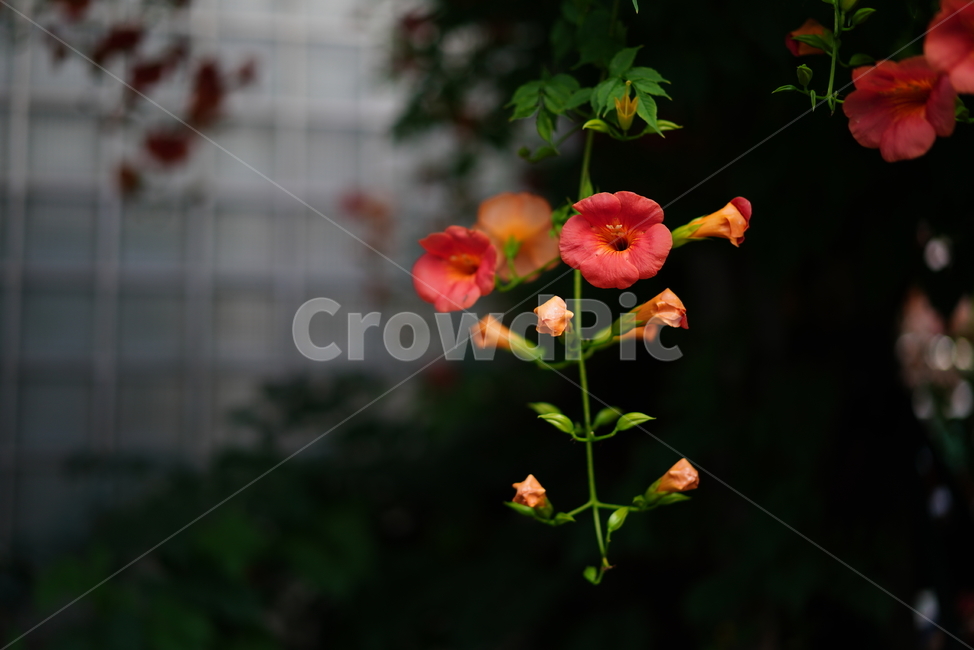 능소화,꽃,플라워,색감,주황,식물,생물,생명,flower,컬러,식물,자연,plants,nature,꽃,flower