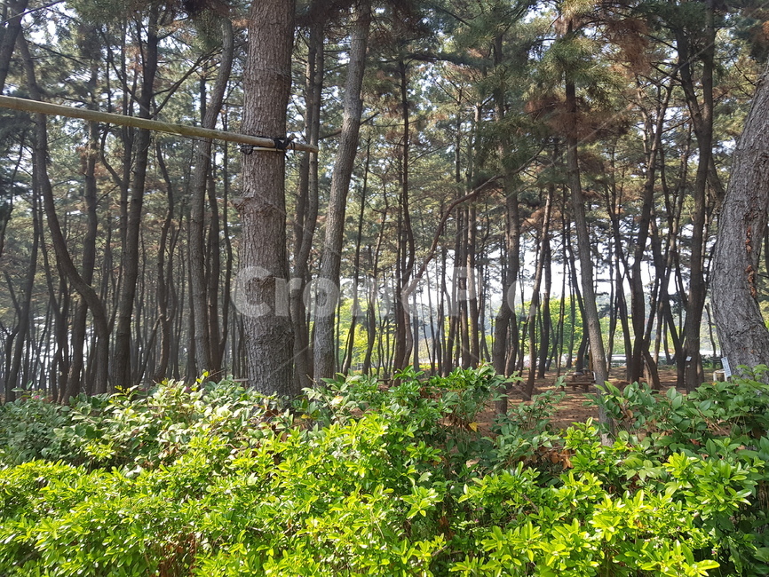 숲,나무들,산길,산속,소나무밭