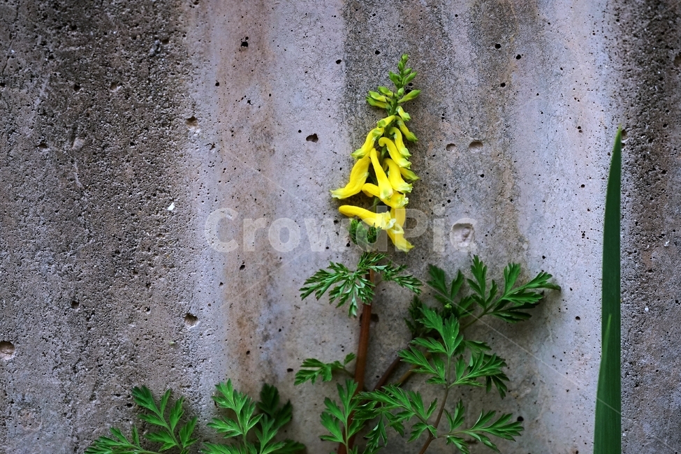 봄,봄꽃,산괴불주머니,노랑색,주머니모양,corydalisspeciosa,식물,자연,야생화,괴불주머니