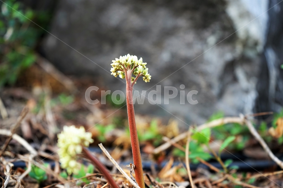 눈,싹,자연,식물,나무,연두색,녹색,식물,자연,plants,nature