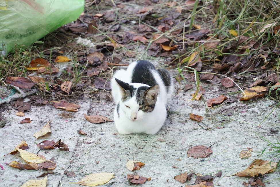 고양이,길고양이,동물,새끼고양이,길냥이,가을,쓸쓸함,외로움,불쌍함,졸림,애완동물,반려동물,반려묘,냥이,낙엽,cat,alleycat,animal,kitten,kitty,autumn,fall,wildcat,streetcat,lonely,loneliness,poor,sleep,sleeping,pet,animalcompanion,companion,fallenleaves,동물,animal,포유류,mammal,고양이,cat,kitten,kitty