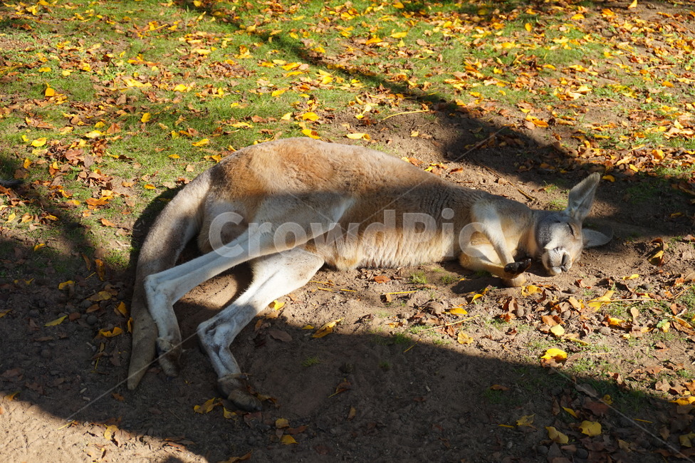 호주,australia,들판,field,캥거루,kangaroo,게으름,나른함,낮잠