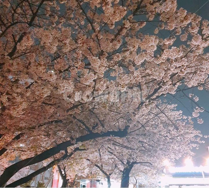 벚꽃,벚꽃나무,꽃나무,봄,감성,공원,자연