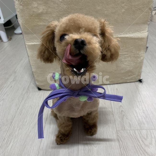강아지,애견,댕댕이,토이푸들,부츠컷