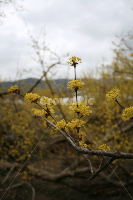 봄,봄날,산수유,풍경,노란색,감성,향기,spring,flower,봄,계절,spring,season,식물,자연,plants,nature,꽃,flower,plant,blossom