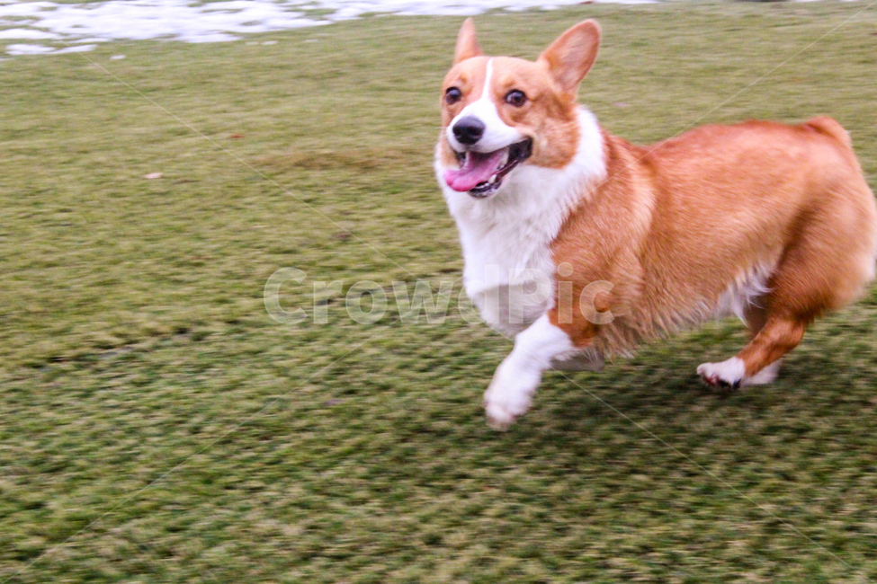 웰시코기,반려동물,강아지,코기,웰시,welsh,welshcorgi,corgi,dog,puppy,cutepuppy,doggy,뛰는개,동물,animal,포유류,mammal,개,강아지,dog,doggy