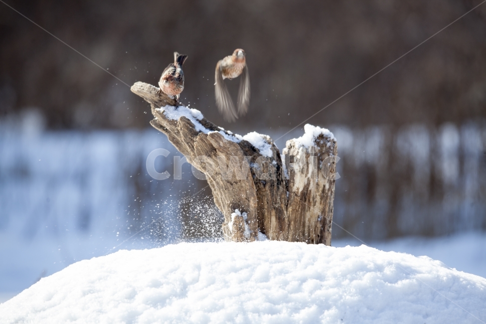 겨울,철새,국립수목원,양진이,눈,야생,겨울,계절,winter,season,식물,자연,plants,nature,동물,animal,조류,새,birds