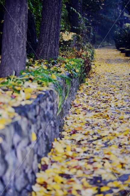 가을,계절,단풍,나무,자연,풍경,낙엽,낙엽길,autumnal,season,autumncolors,tree,nature,landscape,scenery,scene,view,fallenleaves,deadleaves,은행,자연,풍경,nature,landscape,가을,계절,fall,autumn,season,plant,식물