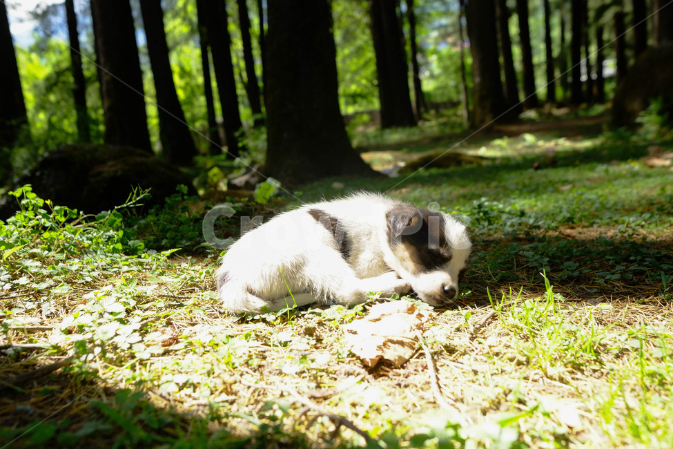 개,강아지,자연,똥개,숲,풍경,animal,dog,귀여운,애완동물,동물,animal,포유류,mammal,개,강아지,dog,doggy,휴식,힐링,rest,relaxation,healing
