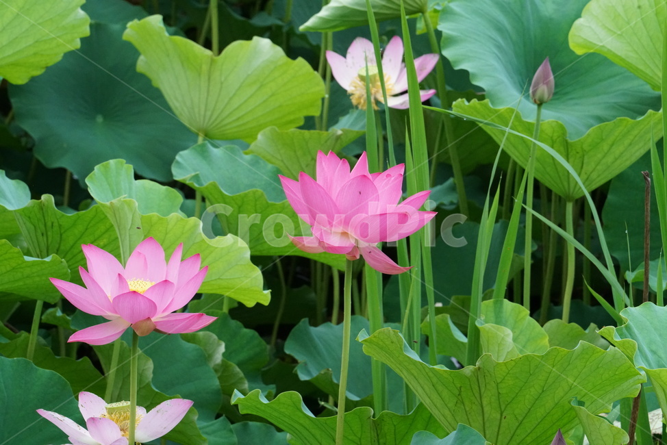 연꽃,련꽃,수련과,담수초,수중식물,식물,lotus,수초