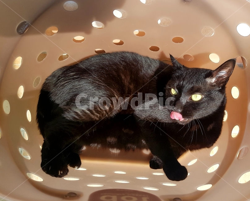 black,고양이,동물,검은고양이,cat,동물,animal,포유류,mammal,고양이,cat,kitten,kitty