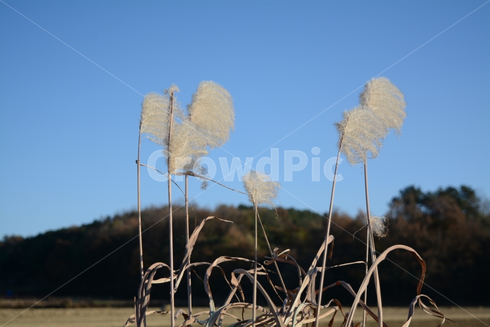 가을,하늘,억새,자연,산,가을,계절,fall,autumn,season,식물,자연,plants,nature,grass,잔디,plant,lawn,reed,갈대