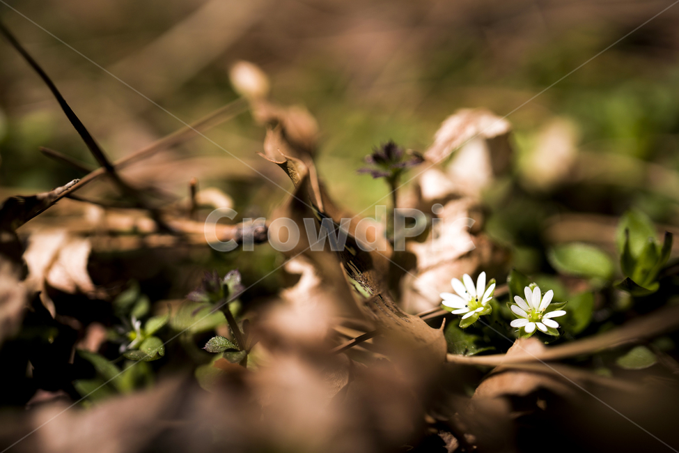 plant,식물,flower,꽃,별꽃,꽃,flower