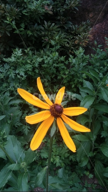 노란꽃,꽃,숲,자연,힐링,식물,자연,plants,nature,꽃,flower