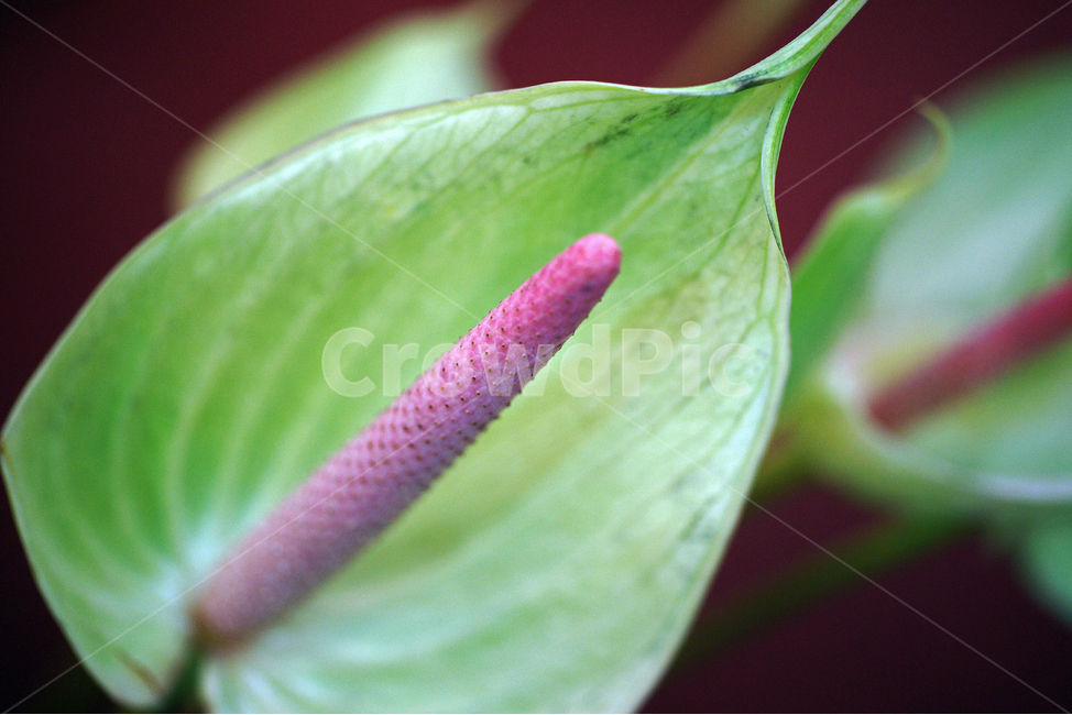안스리움,큰꽃부채,꽃,화초,flower,식물,관상용,flamingoflower,식물,자연,plants,nature