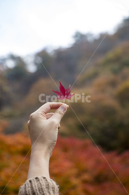 단풍,단풍잎,단풍나무,가을,손,plant,식물,leaf,잎,tree,나무,인간,human,사람,person,가을,계절,fall,autumn,season