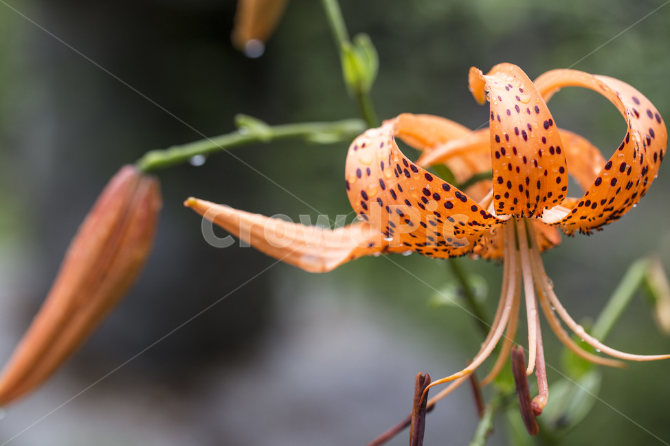 참나리,나리꽃,참나리꽃,꽃,자연,식물,주황색,빗물,물방울