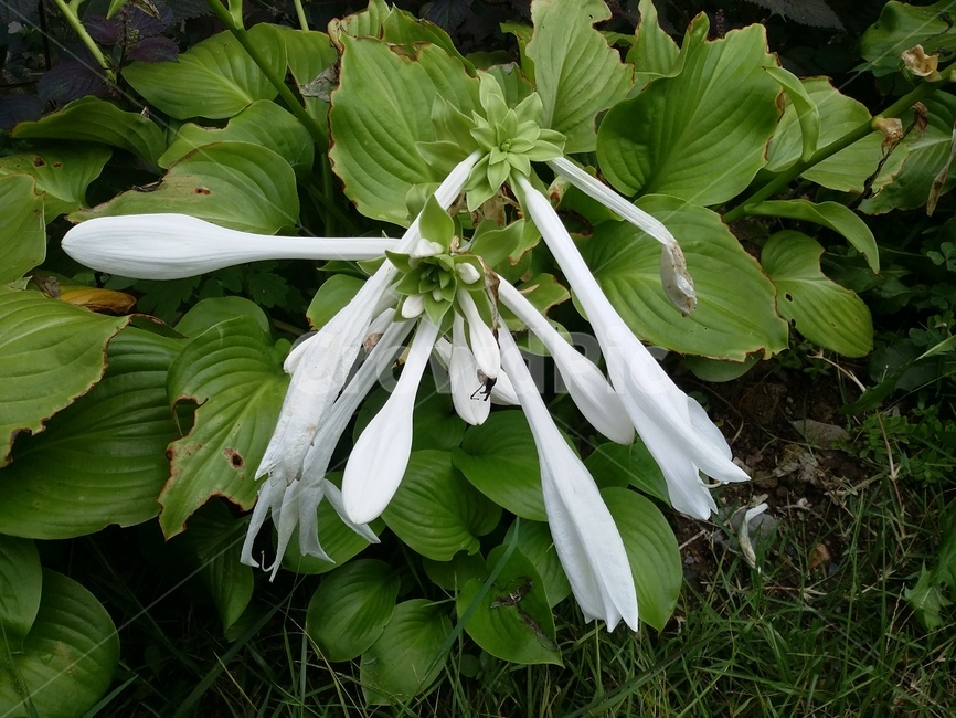 꽃,식물,자연,flower,plant,식물,자연,plants,nature,꽃,flower