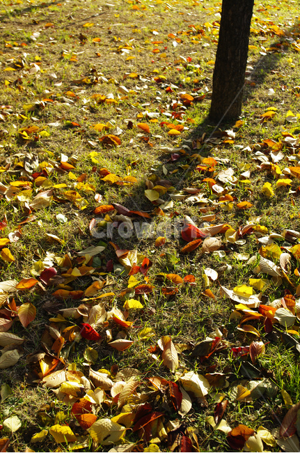 낙엽,autumn,가을,나무,단풍,식물,가을,계절,fall,autumn,season,ground,바닥,plant,leaf,잎