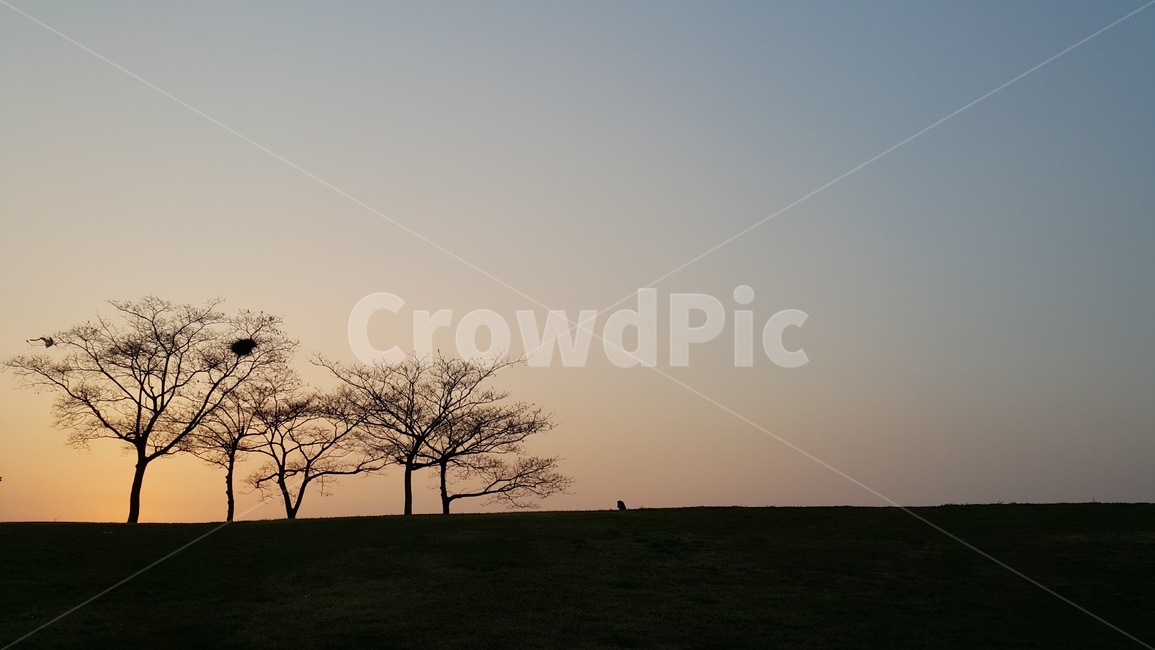 tree,나무,옥외,nature,식물,자연,노을,일몰,석양,실루엣,자연,풍경,nature,landscape,plant,outdoors