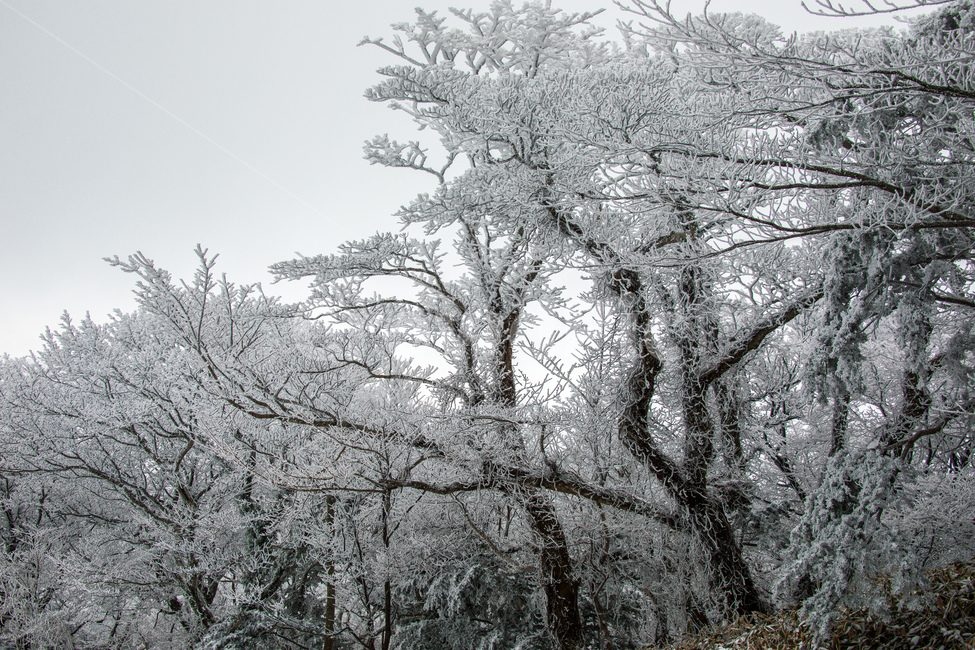 눈,설경,한라산설경,풍경,snow,landscape,1100고지,겨울,계절,winter,season,자연,풍경,nature,landscape,식물,plants,나무,trees,wood,outdoors,옥외,frost,서리