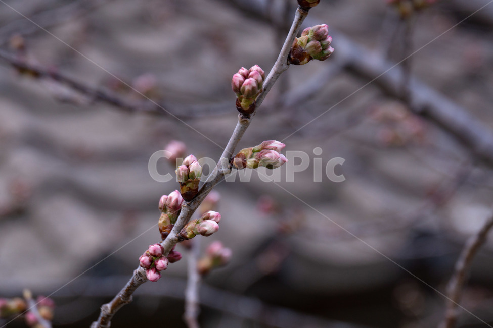 새싹,꽃봉오리,벚꽃,봄꽃,기다림,식물,자연,plants,nature