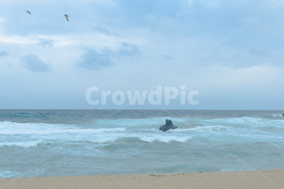 sea,바다,파도,wave,갈매기,sky,sand