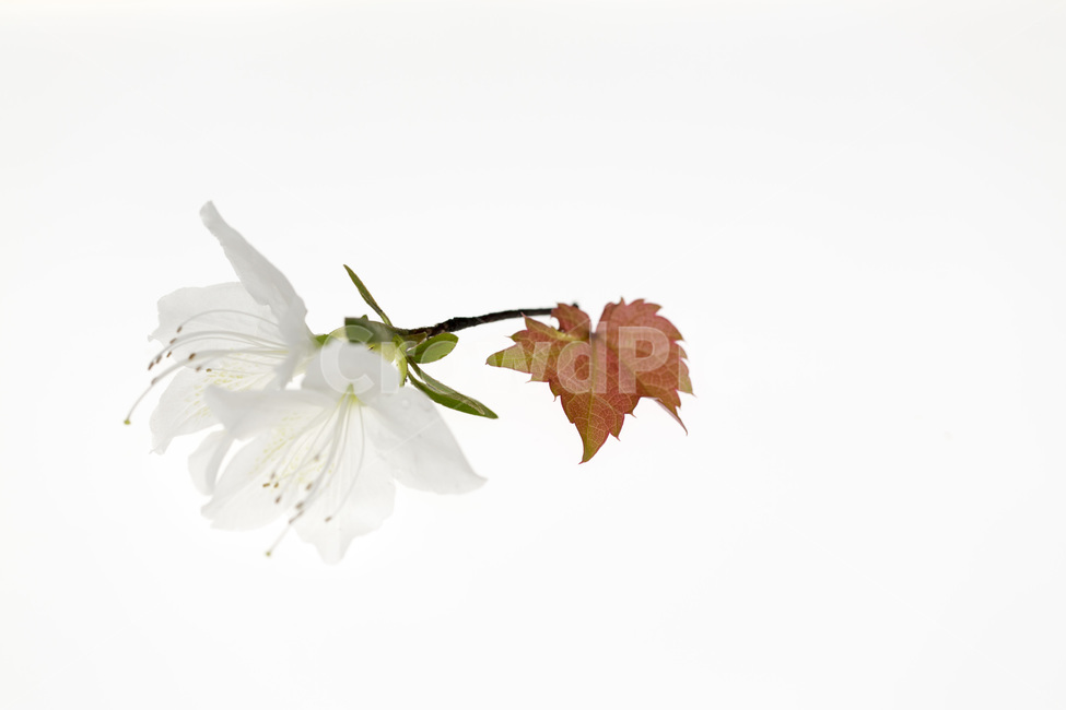 감성,꽃,생명,식물,꽃송이,식물,자연,plants,nature,꽃,flower,누끼,remove background