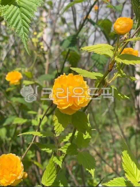 spring flowers,bamboo flower,yellow bamboo flower,forsythia color flower