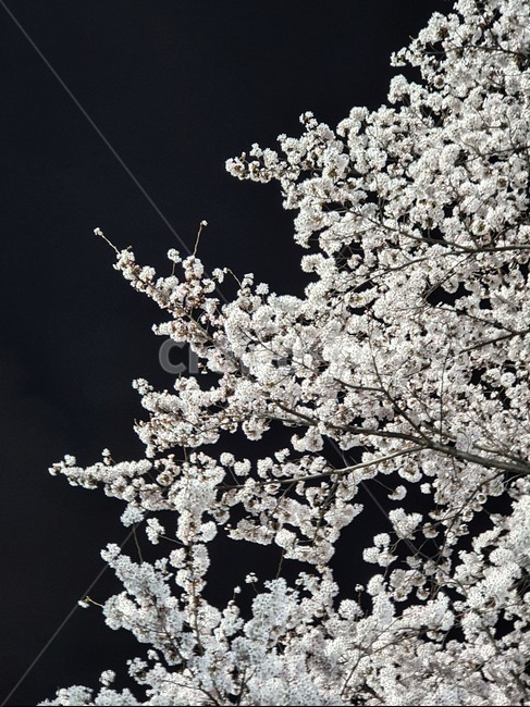 벚꽃,밤벚꽃,벚꽃야경,cherryblossoms,nightcherryblossoms,flower,nightflower,nature,자연