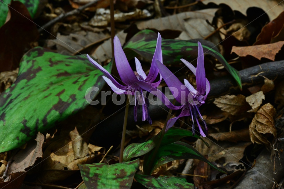 plant,식물,blossom,flower,꽃,얼레지,얼레지꽃,보라색,보라색꽃,봄꽃,봄,계절,식물,자연,plants,nature,꽃,flower