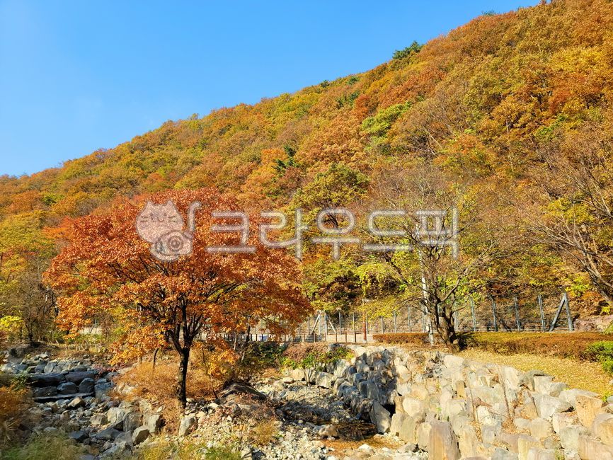 단풍, 가을, 산, 가을산, autumn, 사진,이미지,일러스트,캘리그라피 - BUSAN OPPA작가
