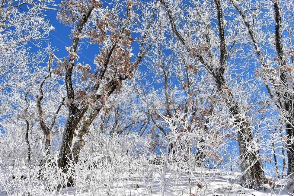 용문산,백운봉,풍경,자연,등산,트레킹,산행,마테호른,두리봉,파란,하늘,상고대,서리꽃,눈꽃,눈,눈풍경,양평,겨울,힐링,산행지,국내여행,자연풍경,산사진,비경,100대명산,감성,조망,전망,자연휴양림,세수골,겨울왕국,아름다운,수려한,겨울,계절,winter,season,식물,자연,plants,nature,나무,trees,wood