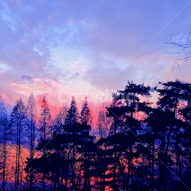 tree,나무,하늘,sky,낮,morning