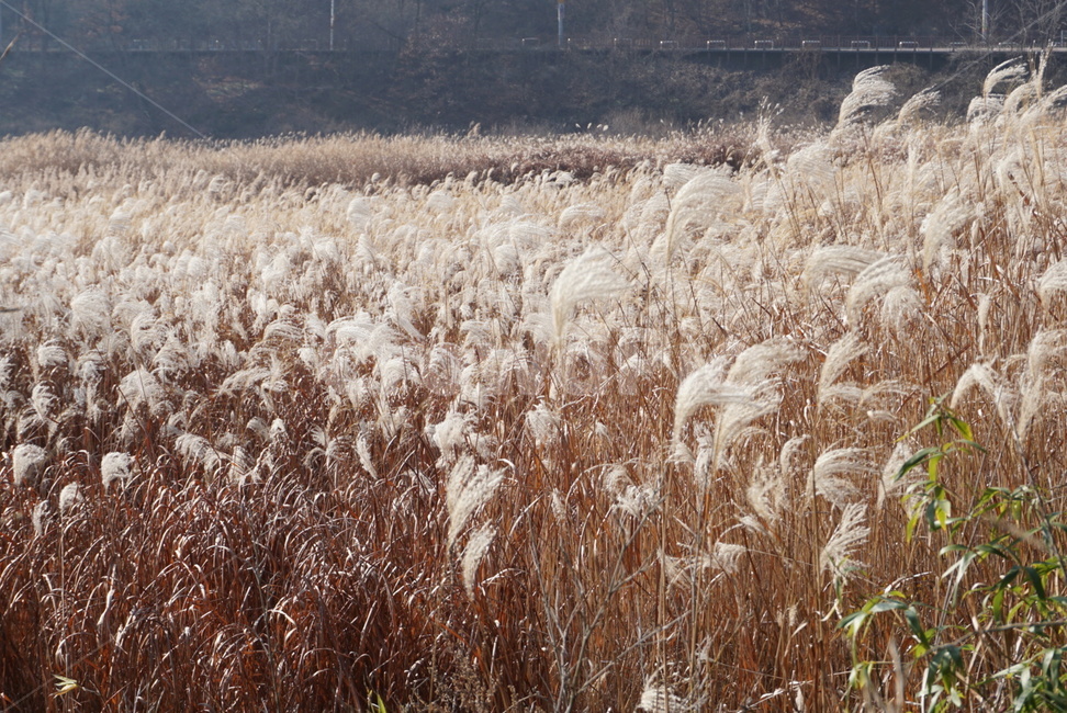 grass,plant,식물,lawn,잔디,reed,갈대,가을,계절,fall,autumn,season,자연,풍경,nature,landscape,식물,plants