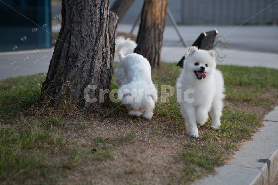 강아지,강아지산책,포메라니안,스피츠,산책