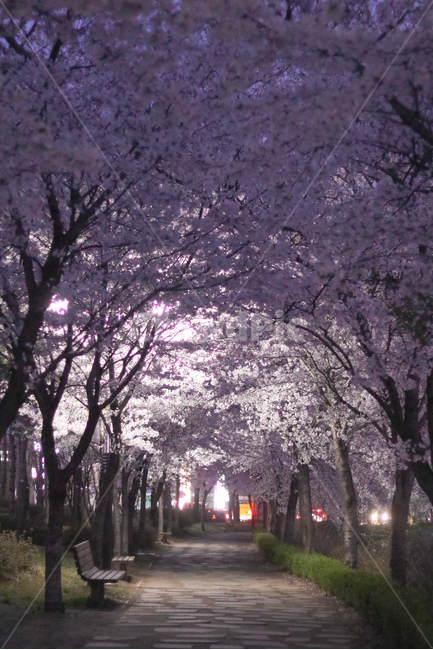 꽃,나무,벚꽃,봄,벚꽃나무,산책,봄,계절,spring,season,자연,풍경,nature,landscape,야경,밤,nightscape,night,감성,sensible,feeling,plant,식물,flower,blossom,cherry blossom